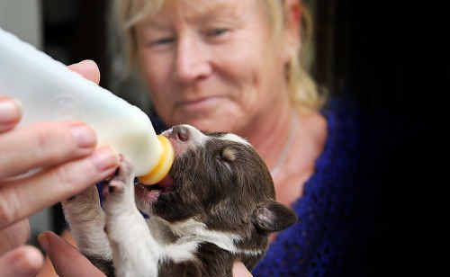 New foster mum Joy Hutchinson bottle feeds one of the dumped border collie/kelpie pups. New foster mum Joy Hutchinson bottle feeds one of the dumped border collie/kelpie pups.